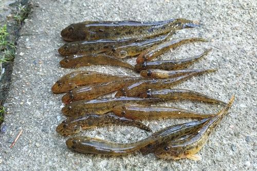 マハゼの釣果