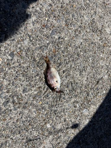 タイの釣果