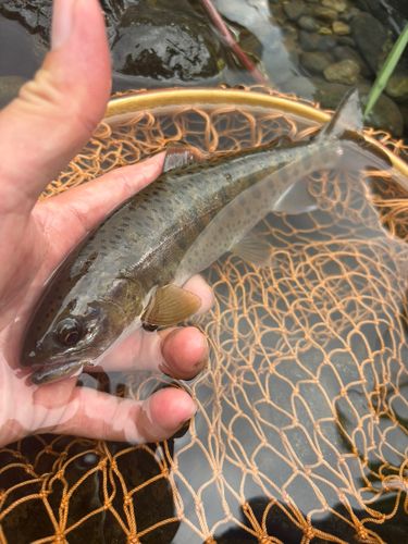 ヤマメの釣果