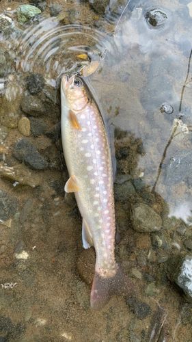 エゾイワナの釣果