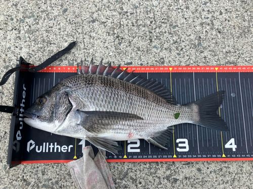 チヌの釣果