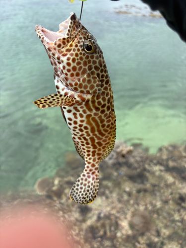 イシミーバイの釣果