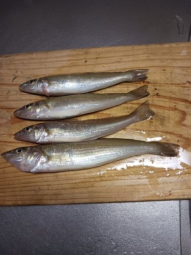 キスの釣果