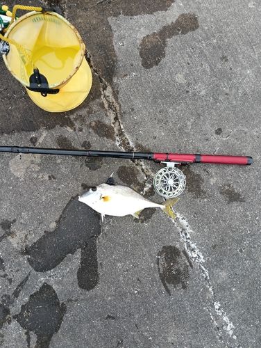 ギマの釣果