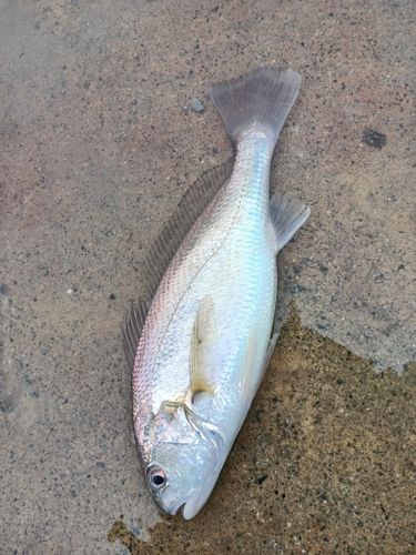 ニベの釣果