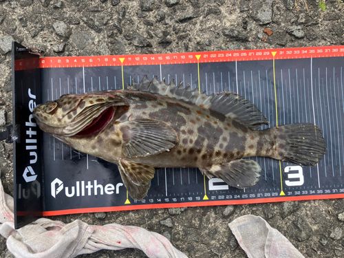チャイロマルハタの釣果