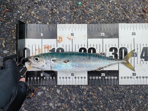 サバの釣果