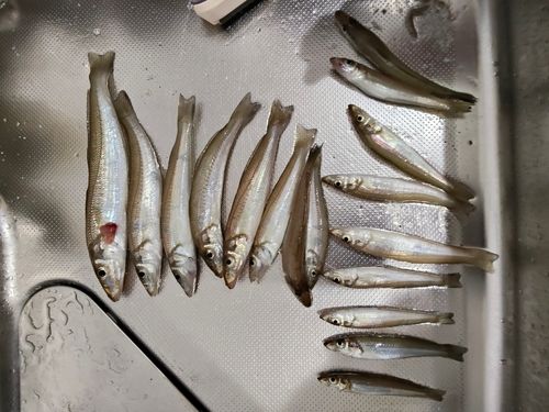 キスの釣果