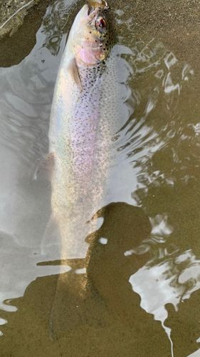 ニジマスの釣果