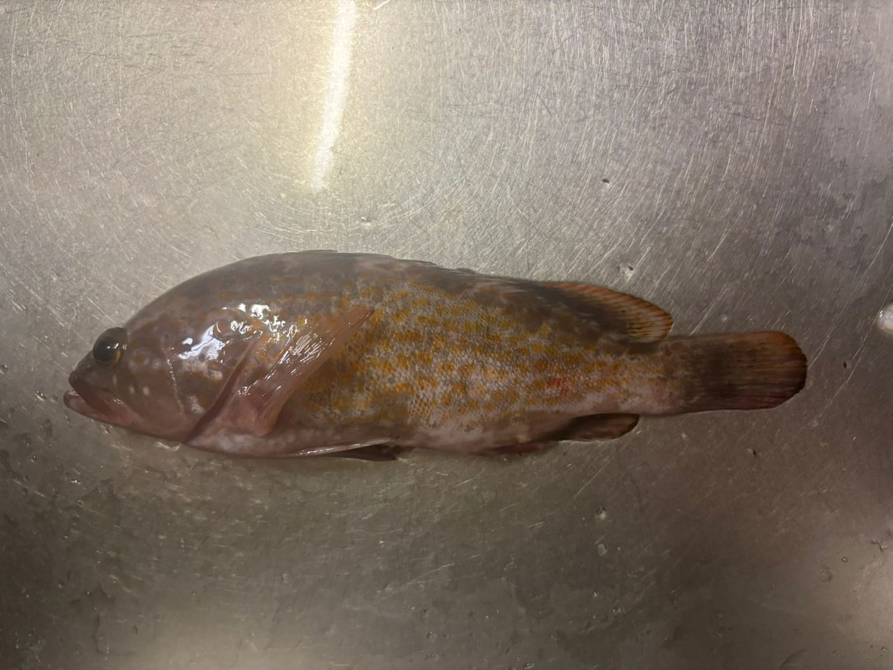 アコウの釣果写真