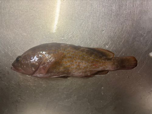 アコウの釣果