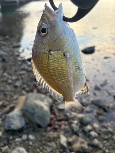 ヘダイの釣果