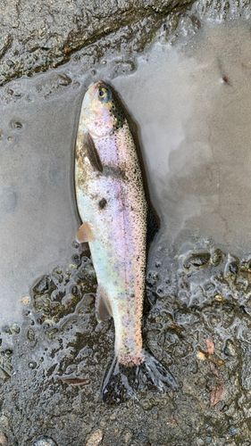 ニジマスの釣果