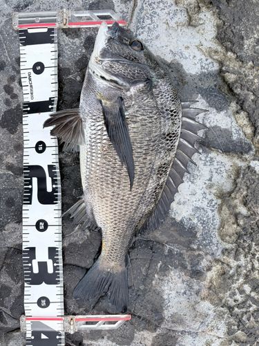 チヌの釣果