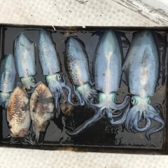 モイカの釣果