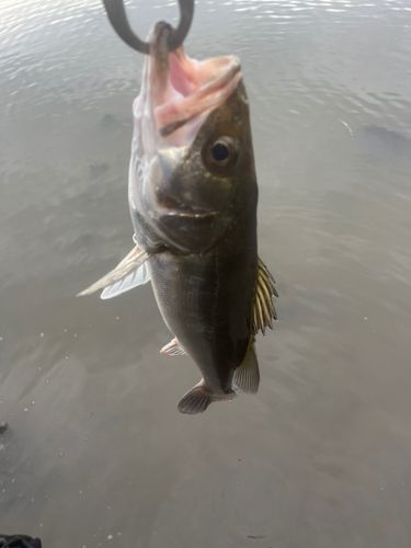 セイゴ（マルスズキ）の釣果