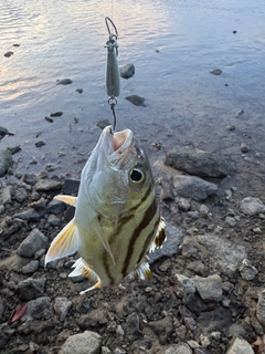 クワガナーの釣果