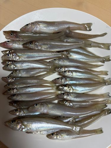シロギスの釣果