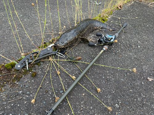 ライギョの釣果