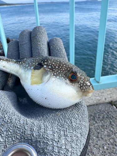 ケショウフグの釣果