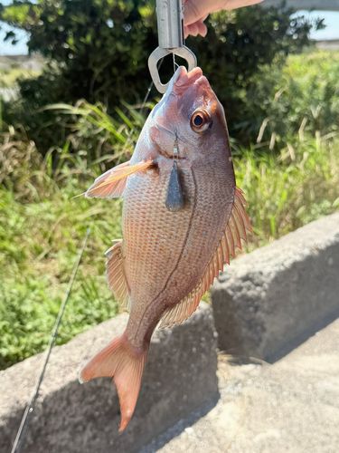 タイの釣果