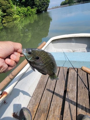 ブルーギルの釣果