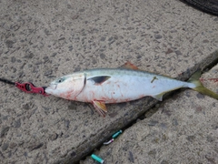 ワラサの釣果