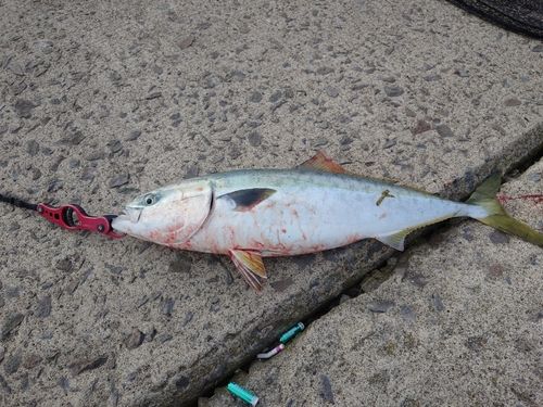 ワラサの釣果