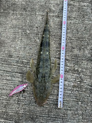 マゴチの釣果