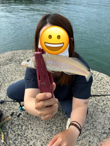 キスの釣果
