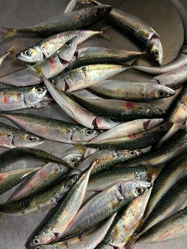 サバの釣果