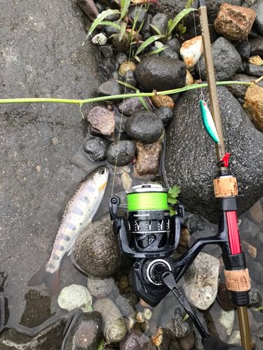 アマゴの釣果