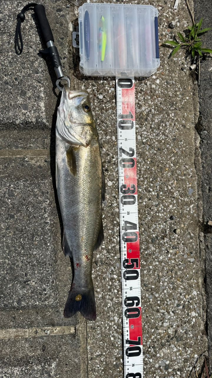 DAIWA 23シーバスフラット X 100Mの最安値・インプレ・釣果 | 本音の