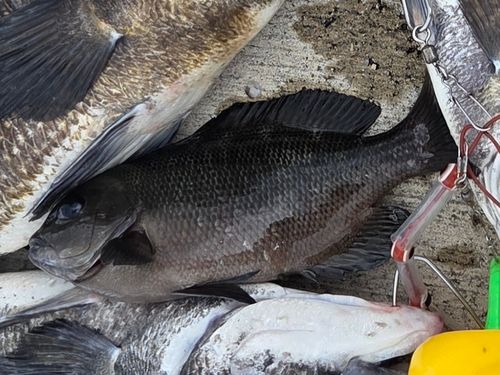 グレの釣果