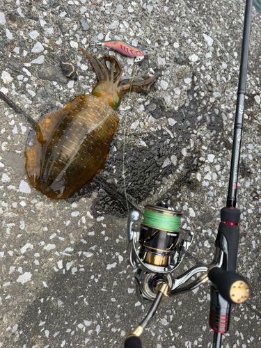 イカの釣果