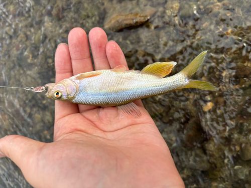 カワムツの釣果