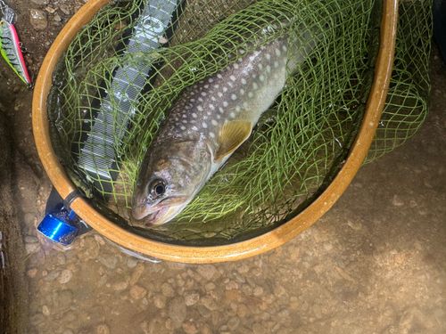 イワナの釣果
