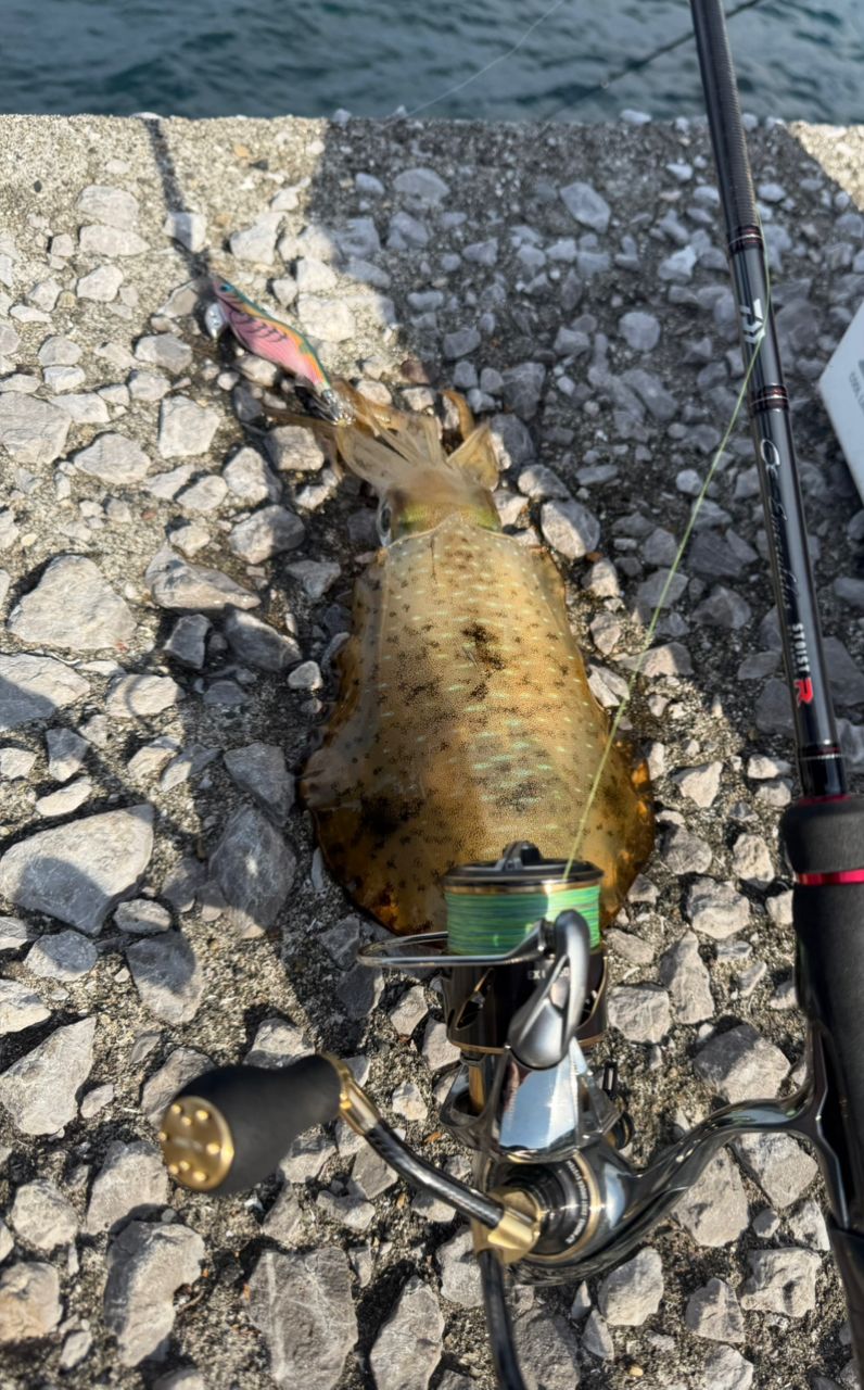 DAIWA 21エメラルダス ストイスト RT 76MMHの最安値・インプレ・釣果