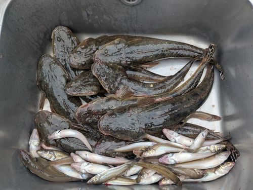 マゴチの釣果