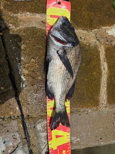 チヌの釣果