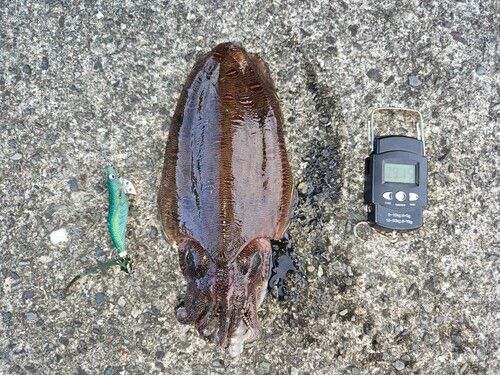 モンゴウイカの釣果