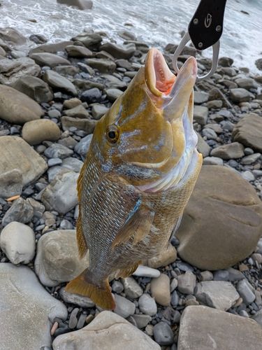 タマンの釣果