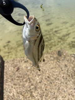 クワガナーの釣果