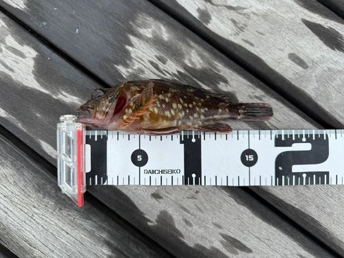 カサゴの釣果