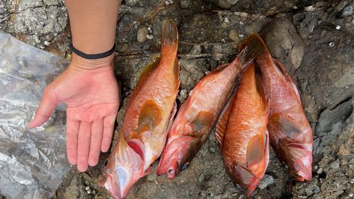 アカハタの釣果