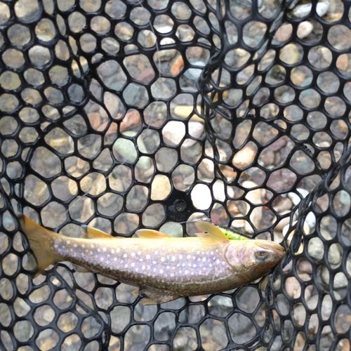 イワナの釣果