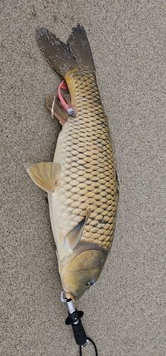 コイの釣果