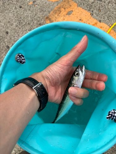 サバの釣果