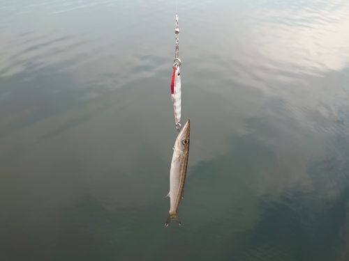 カマスの釣果