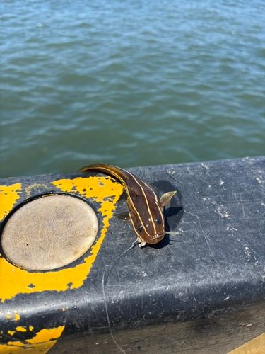 ゴンズイの釣果